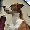 brown_and_white, brown_fur, building, canine, clouds, daylight, dog, door, floppy_ears, house, low_angle, outdoors, pet, portrait, short_hair, sky, standing, white_chest, window, yard