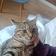 Perle a rejoint le concours — aidez-le/la à gagner de superbes lots ! cat, tabby_cat, pet, indoor, person, hand, blanket, wooden_floor, table, flower_arrangement, furniture, purple_clothing, close_up, fur, whiskers, eyes, ears, domestic_animal, comfort, home