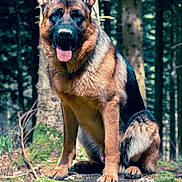 Vasco a rejoint le concours — aidez-le/la à gagner de superbes lots ! alert, animal, black, brown, canine, dog, ears_up, forest, german_shepherd, mammal, moss, nature, outdoor, pet, portrait, sitting, tongue_out, tree, wildlife, woodland