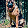 alert, animal, black, brown, canine, dog, ears_up, forest, german_shepherd, mammal, moss, nature, outdoor, pet, portrait, sitting, tongue_out, tree, wildlife, woodland