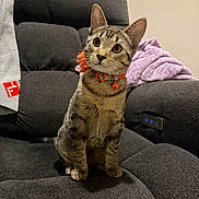 Luna joined the competition — help win amazing prizes! cat, tabby_cat, pet, indoor, couch, furniture, blanket, collar, curious, sitting, domestic_animal, fur, whiskers, ears, face, paws, head_tilt, comfort, home, cozy