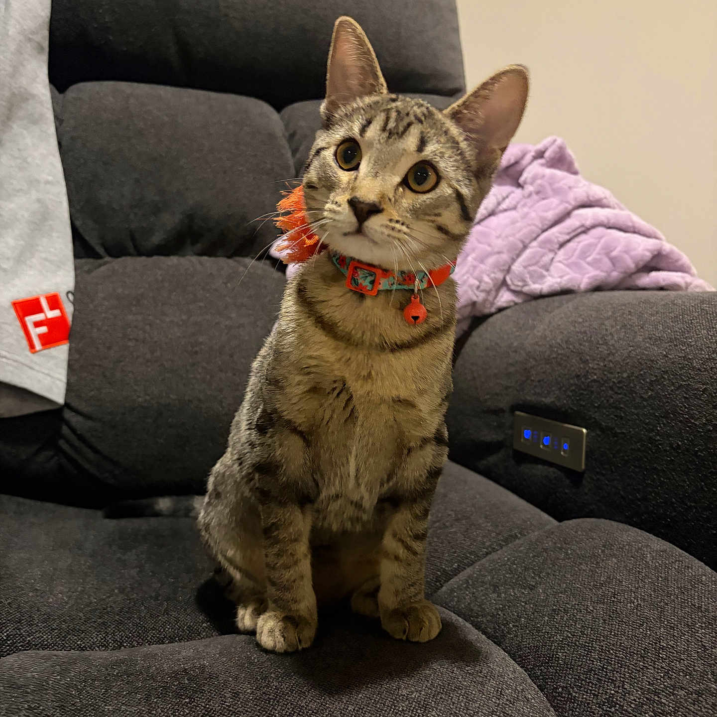 Luna joined the competition — help win amazing prizes! cat, tabby_cat, pet, indoor, couch, furniture, blanket, collar, curious, sitting, domestic_animal, fur, whiskers, ears, face, paws, head_tilt, comfort, home, cozy