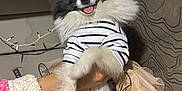 Rita is registered to the contest to win money with this photo: black_and_white, clothing, cozy, cute, dog, fluffy, fur, hand, happy, indoor, person, pet, pomeranian, sleeve, smiling, string_lights, striped_shirt, tongue_out, tutu, wall_pattern