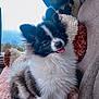 Rita is registered to the contest to win money with this photo: animal, black_and_white, blanket, car, companion, cozy, cute, dog, domestic_animal, fluffy, friendly, fur, happy, indoor, pet, portrait, sitting, tongue_out, window, young