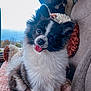 Rita is registered to the contest to win money with this photo: animal, black_and_white, blanket, car, companion, cozy, cute, cute_pet, dog, fluffy, fur, happy, head_tilt, indoors, pet, portrait, seat, small_dog, tongue_out, window
