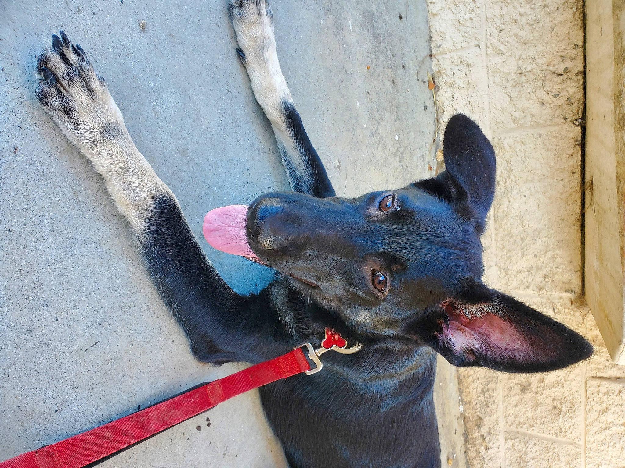 Timber is registered to the contest to win money with this photo: australian_kelpie, canidae, carnivore, dog, dog_breed, ear, formosan_mountain_dog, non_sporting_group, peruvian_hairless_dog, snout, street_dog