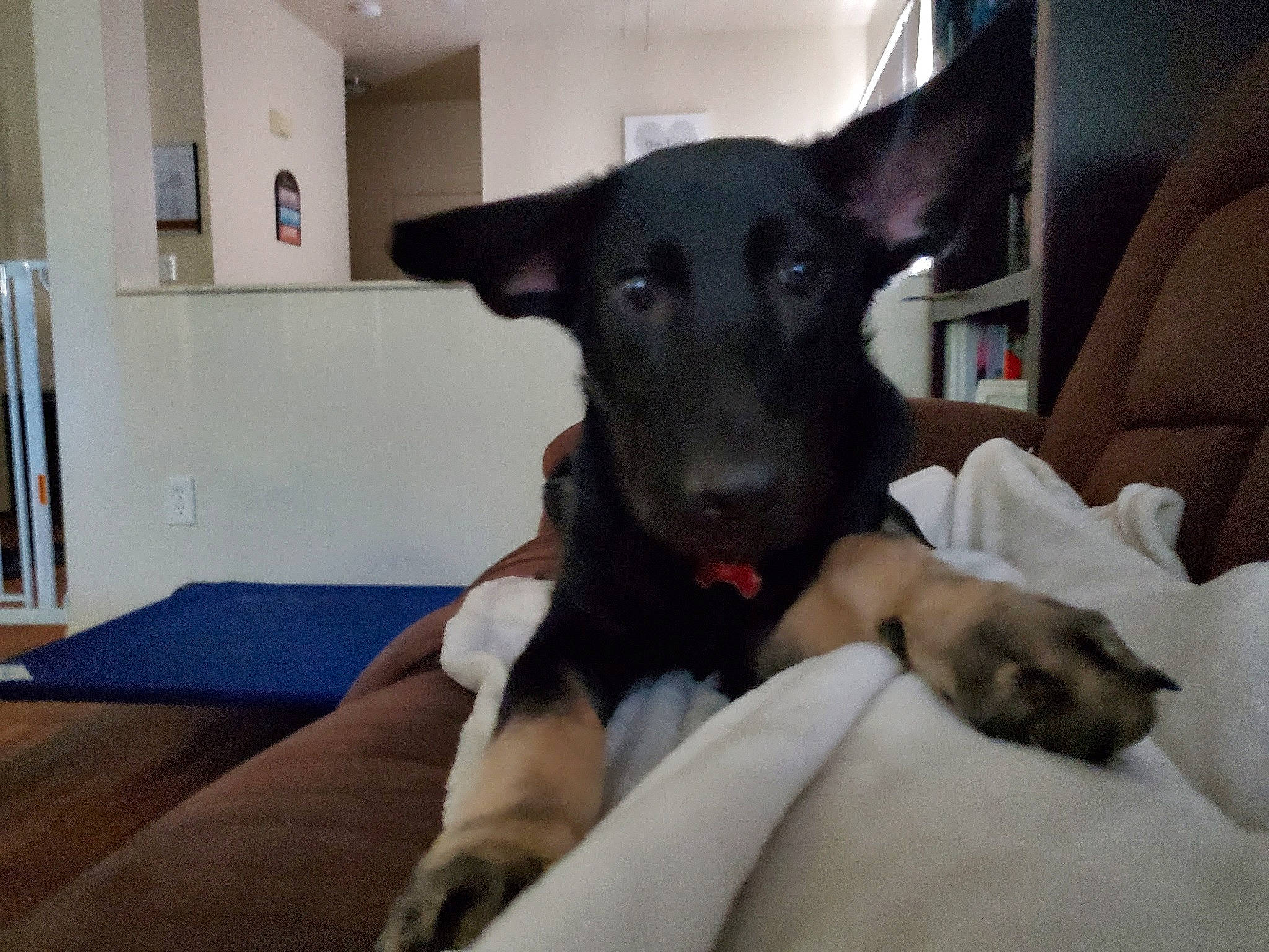 Timber is registered to the contest to win money with this photo: canidae, carnivore, companion_dog, dog, dog_breed, ear, formosan_mountain_dog, mammal, potcake_dog, puppy, rare_breed_dog, snout, sporting_group, vertebrate