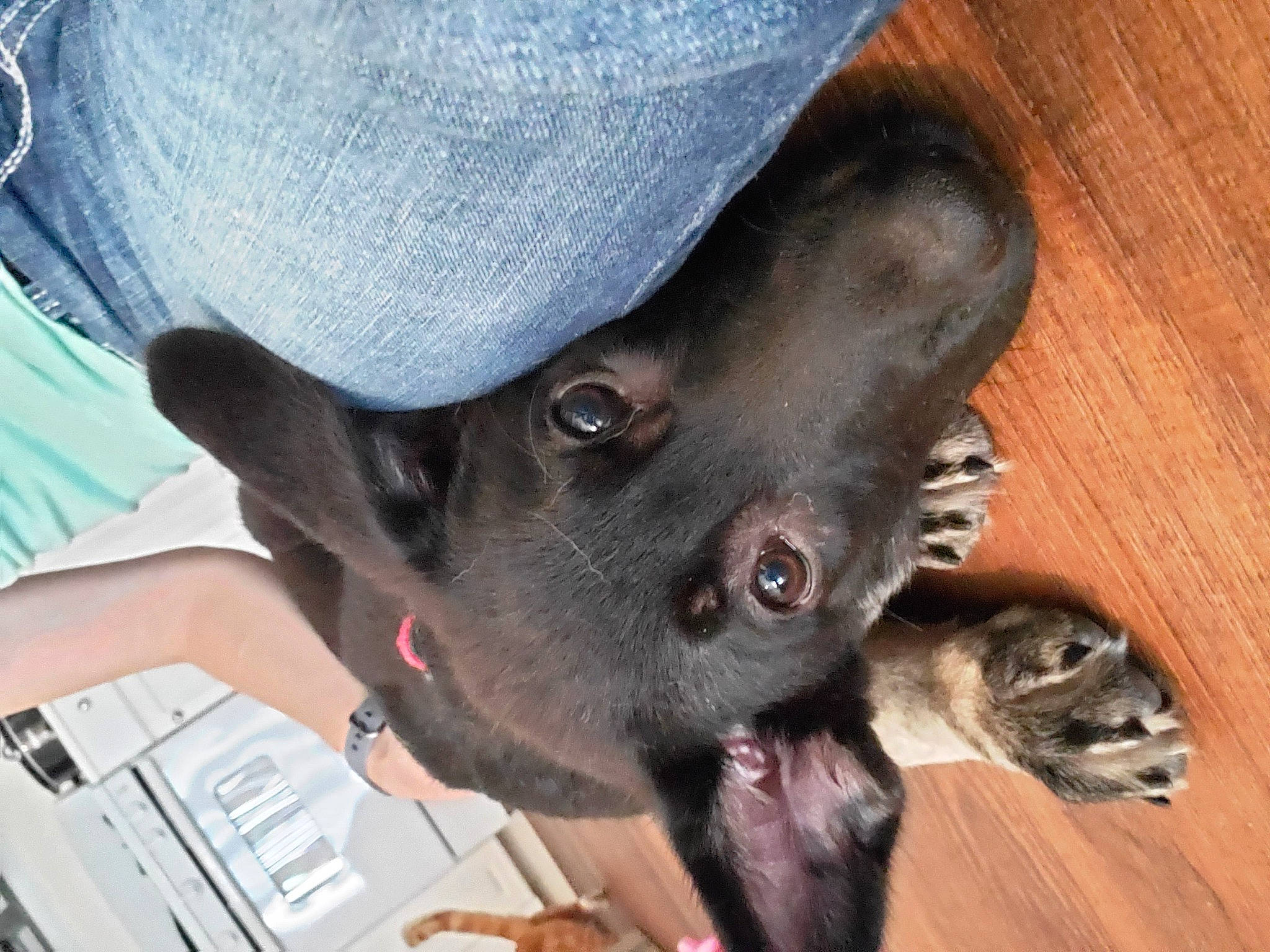 Timber joined the competition — help win amazing prizes! canidae, carnivore, companion_dog, dog, dog_breed, ear, fawn, snout, sporting_group