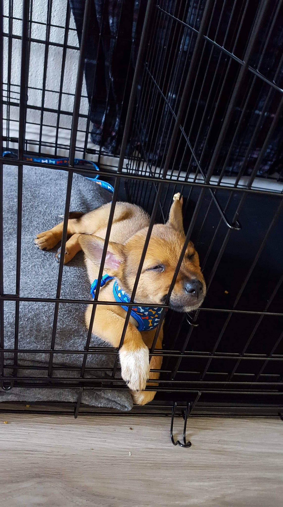 Moose joined the competition — help win amazing prizes! animal_shelter, cage, canidae, carnivore, companion_dog, dog, dog_breed, dog_crate, fawn, golden_retriever, kennel, non_sporting_group, pembroke_welsh_corgi, pet_supply, pomeranian, puppy, shiba_inu, snout, sporting_group, welsh_corgi