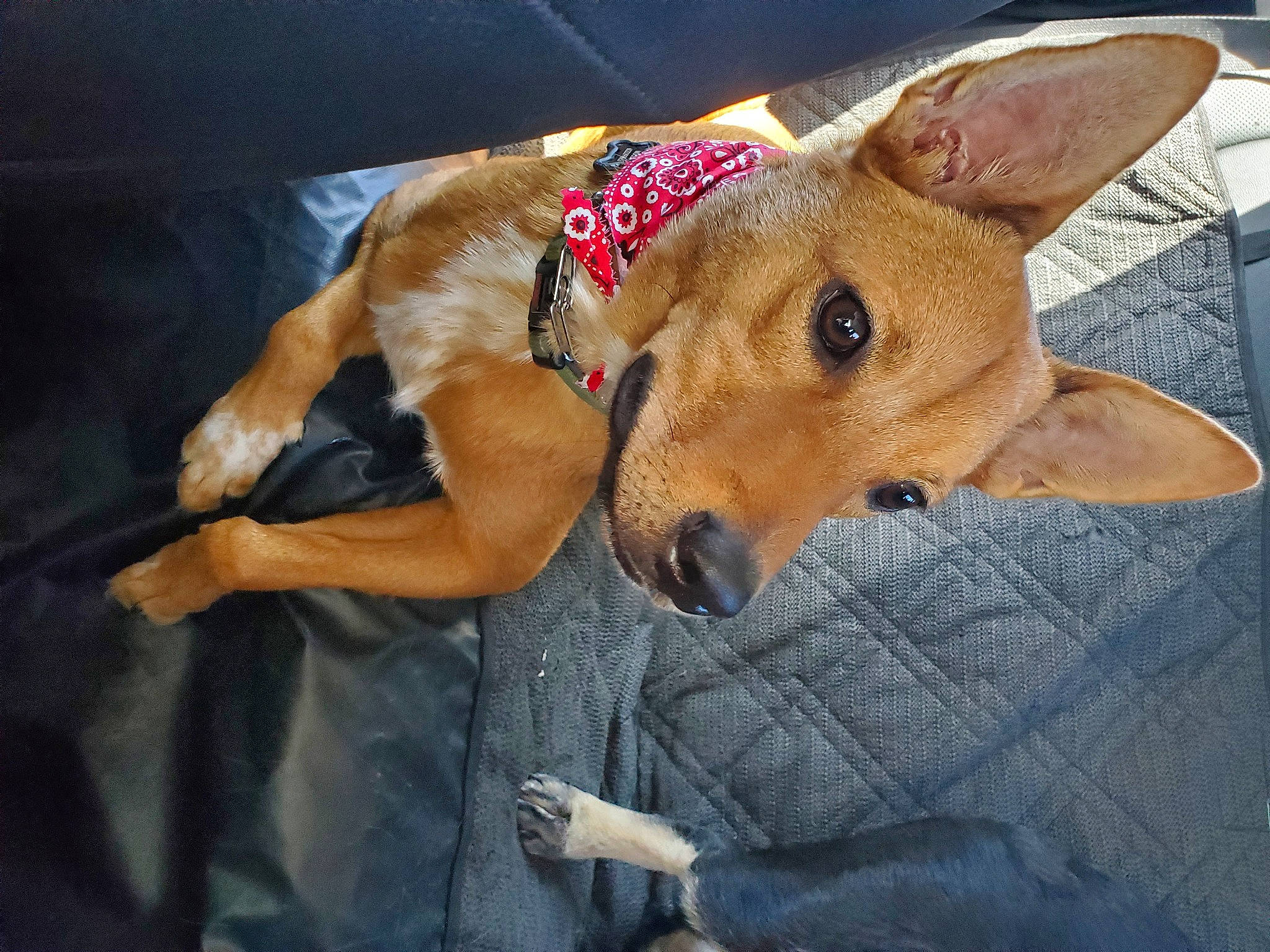 Moose joined the competition — help win amazing prizes! aspin, basenji, canidae, carnivore, carolina_dog, dog, dog_breed, fawn, feist, hunting_dog, mammal, pariah_dog, potcake_dog, snout, street_dog, vertebrate