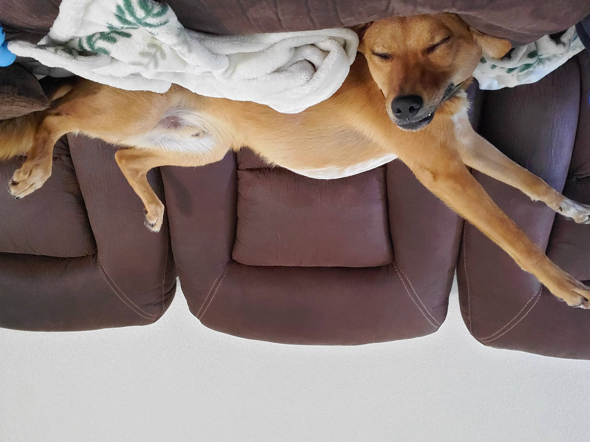 Moose joined the competition — help win amazing prizes! azawakh, black_mouth_cur, canidae, carnivore, dog, dog_breed, fawn, guard_dog, hunting_dog, lurcher, puppy, rhodesian_ridgeback, street_dog, whippet