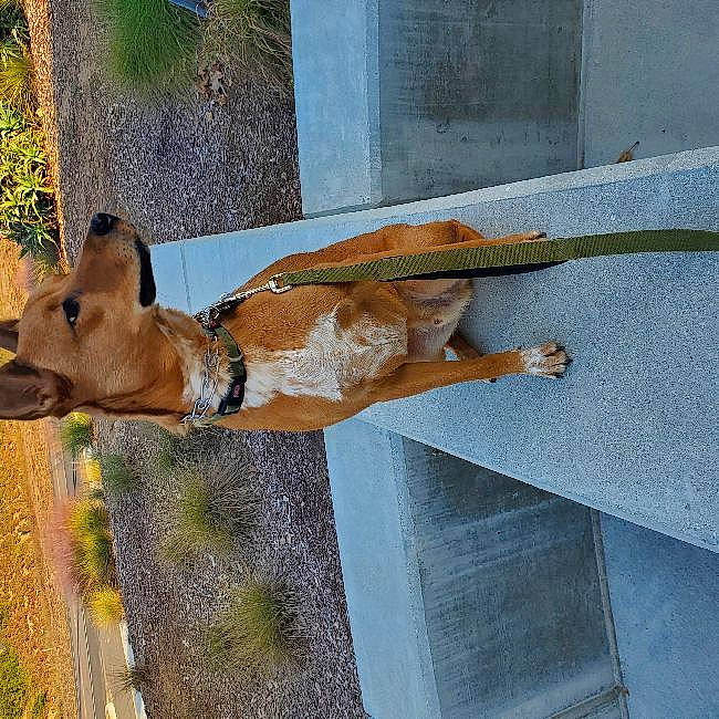 Moose joined the competition — help win amazing prizes! canidae, carnivore, dog, dog_breed, fawn, snout, street_dog