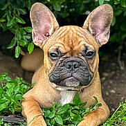 Arsenio Jubarkus joined the competition — help win amazing prizes! animal, black_nose, brown, canine, close_up, cute, dog, ears, expression, face, french_bulldog, fur, greenery, lying_down, nature, outdoor, paw, pet, plants, puppy