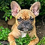 animal, black_nose, brown, canine, close_up, cute, dog, ears, expression, face, french_bulldog, fur, greenery, lying_down, nature, outdoor, paw, pet, plants, puppy