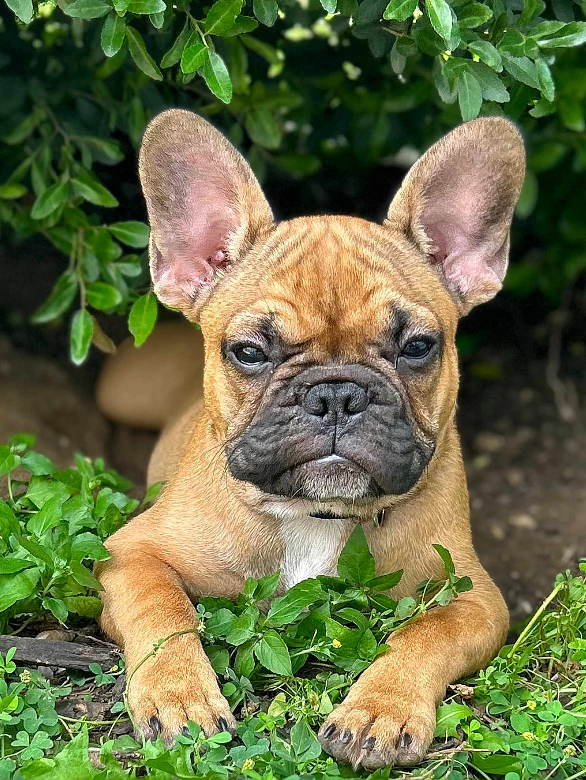 Arsenio Jubarkus joined the competition — help win amazing prizes! animal, black_nose, brown, canine, close_up, cute, dog, ears, expression, face, french_bulldog, fur, greenery, lying_down, nature, outdoor, paw, pet, plants, puppy
