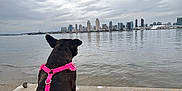 Luna is registered to the contest to win money with this photo: dog, pink_harness, water, city_skyline, cloudy_sky, concrete, outdoor, calm, reflection, urban, pet, animal, side_view, daytime, nature, curious, quiet, background, scenic, leisure