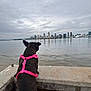 dog, pink_harness, water, city_skyline, cloudy_sky, concrete, outdoor, calm, reflection, urban, pet, animal, side_view, daytime, nature, curious, quiet, background, scenic, leisure