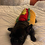 Luna is registered to the contest to win money with this photo: dog, french_bulldog, costume, hot_dog, bed, white_bedspread, indoor, pet, animal, cute, lying_down, black_dog, ears, paws, looking, soft_lighting, room, head, resting, cozy