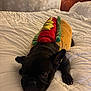dog, french_bulldog, costume, hot_dog, bed, white_bedspread, indoor, pet, animal, cute, lying_down, black_dog, ears, paws, looking, soft_lighting, room, head, resting, cozy