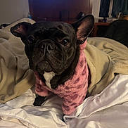 Luna is registered to the contest to win money with this photo: animal, bed, black_dog, blanket, canine, closeup, companion, couch, cute, dog, french_bulldog, fur, fuzzy_sweater, indoor, living_room, looking_at_camera, pet, pink_clothing, soft_lighting, television