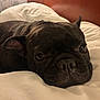 Luna is registered to the contest to win money with this photo: dog, french_bulldog, pet, close_up, resting, sleepy, bed, blanket, indoor, cozy, cute, animal, face, ears, nose, whiskers, fur, headboard, curtain, relax