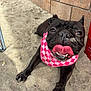 Luna is registered to the contest to win money with this photo: dog, black_dog, pink_bandana, sand, tongue_out, playful, outdoor, brick_wall, pet, canine, happy, close_up, paw, animal, cute, smiling, tongue, summer, fun, resting