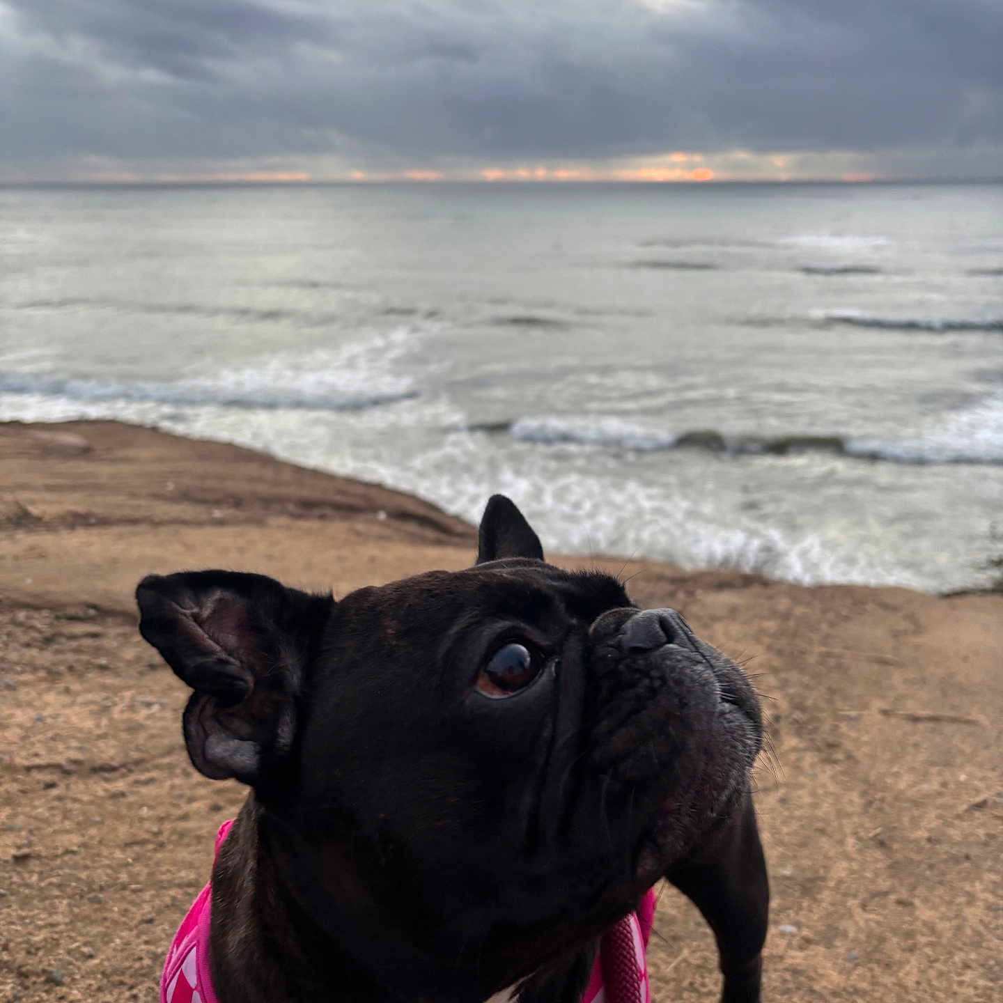 Luna joined the competition — help win amazing prizes! animal, beach, black_dog, canine, cloudy_sky, coast, curious, dog, french_bulldog, leash, nature, outdoor, pet, pink_harness, portrait, sand, sea, sunset, water, waves