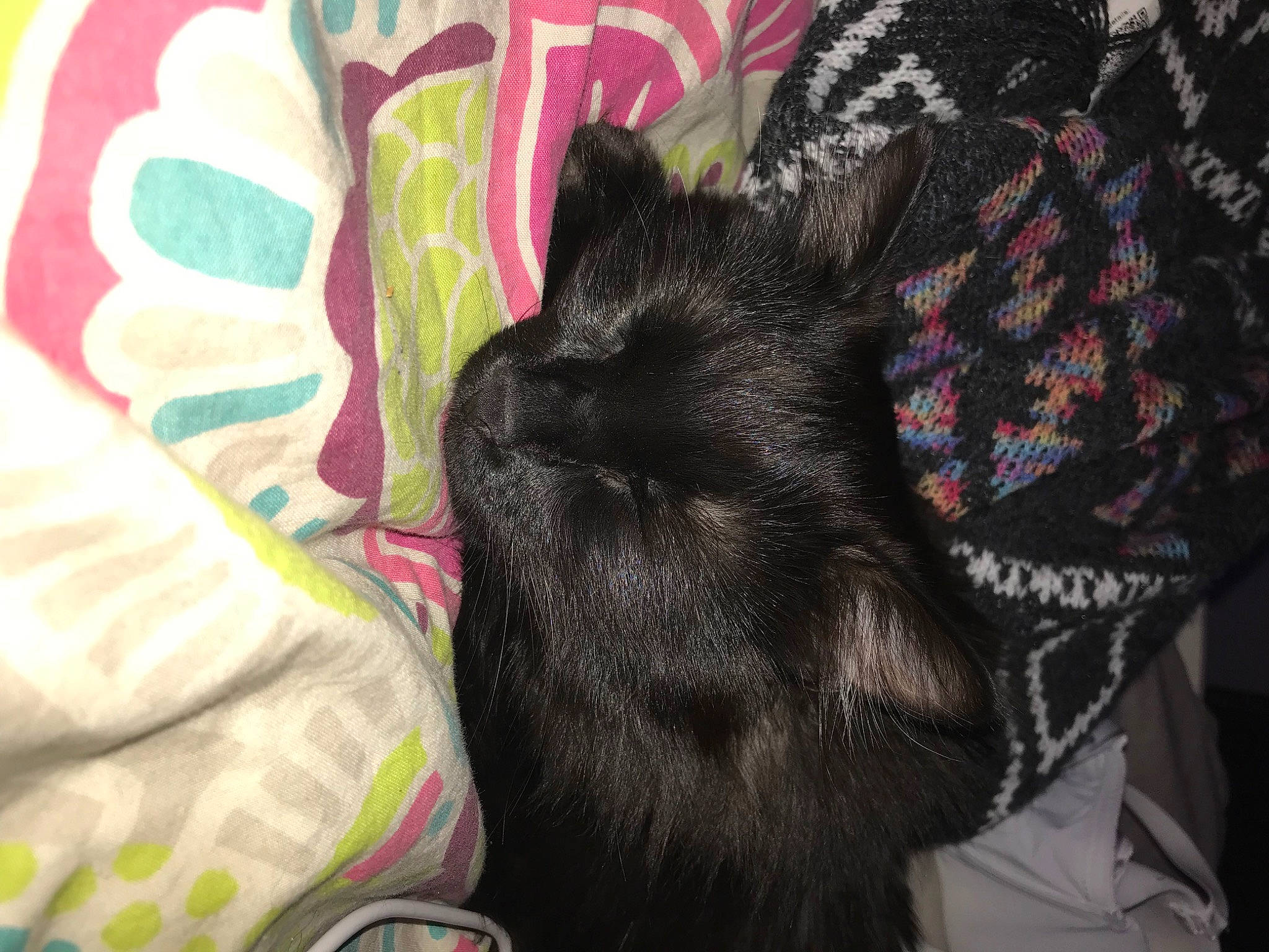 Diego participe au concours pour gagner de l'argent avec cette photo : black_cat, carnivore, cat, claw, comfort, companion_dog, dog_breed, domestic_short_haired_cat, fawn, felidae, fur, grey, linens, pattern, sleeve, small_to_medium_sized_cats, sporting_group, tail, textile, whiskers