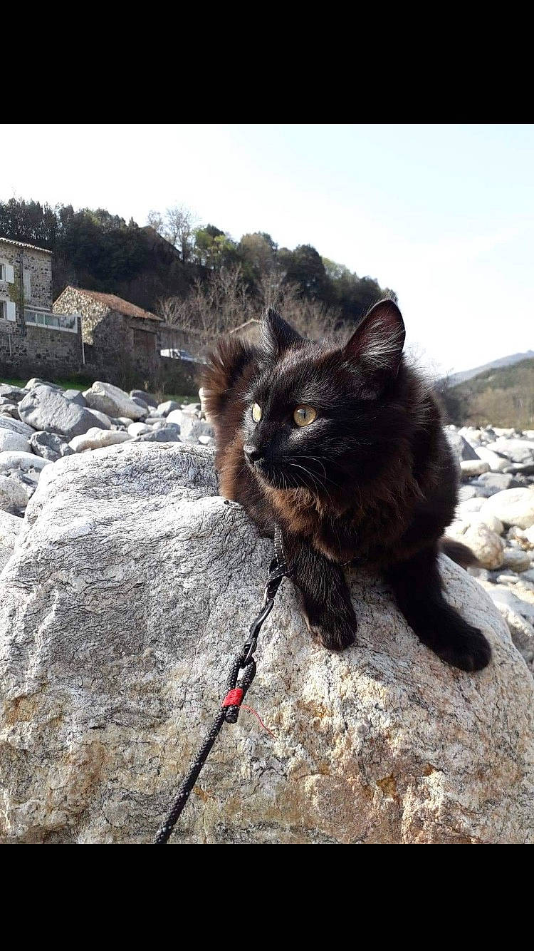 Diego participe au concours pour gagner de l'argent avec cette photo : adventure, bedrock, black_cat, carnivore, cat, claw, dog_breed, domestic_short_haired_cat, felidae, fur, landscape, outcrop, paw, rock, sky, small_to_medium_sized_cats, soil, tail, terrestrial_animal, whiskers