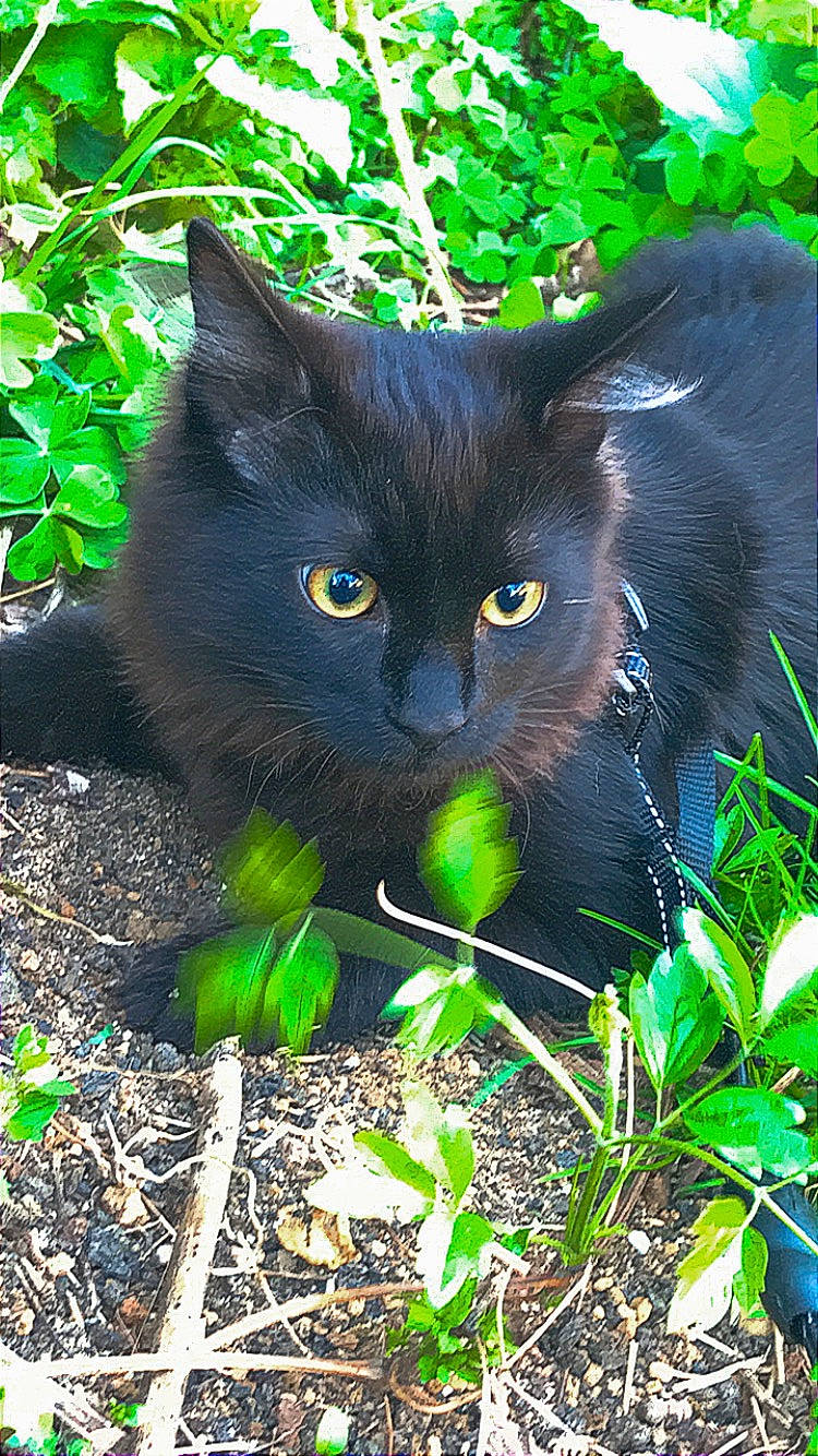 Diego a rejoint le concours — aidez-le/la à gagner de superbes lots ! black_cat, bombay, carnivore, cat, domestic_short_haired_cat, electric_blue, felidae, fur, grass, groundcover, herb, iris, leaf, organism, plant, small_to_medium_sized_cats, snout, tail, terrestrial_animal, whiskers