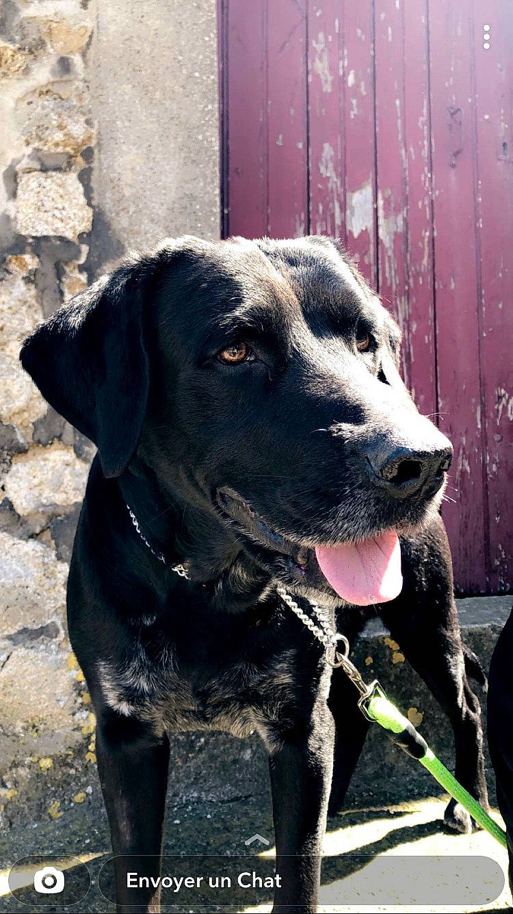 Filou participe au concours pour gagner de l'argent avec cette photo : canidae, carnivore, collar, companion_dog, dog, dog_breed, dog_collar, fawn, fence, fur, guard_dog, gun_dog, home_fencing, leash, pet_supply, plant, snout, sporting_group, whiskers, working_animal