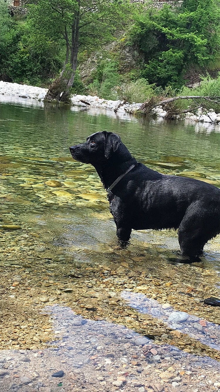 Filou a rejoint le concours — aidez-le/la à gagner de superbes lots ! carnivore, creek, dog, dog_breed, fluvial_landforms_of_streams, grass, guard_dog, gun_dog, lake, natural_landscape, plant, riparian_zone, rock, sporting_group, tail, terrestrial_animal, tree, water, wildlife, working_animal