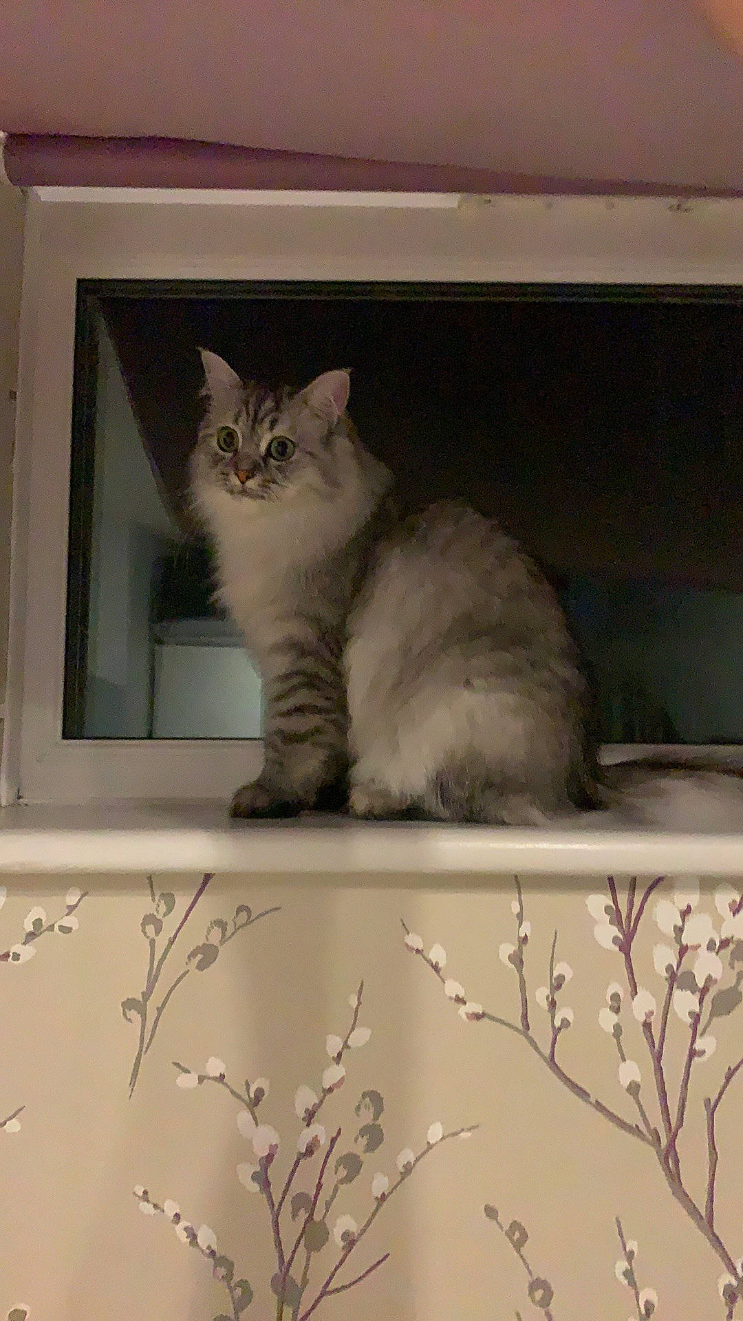 Rosie joined the competition — help win amazing prizes! asian, asian_semi_longhair, british_longhair, british_semi_longhair, burmilla, carnivore, cat, domestic_long_haired_cat, domestic_short_haired_cat, european_shorthair, felidae, kitten, mammal, norwegian_forest_cat, ojos_azules, polydactyl_cat, ragamuffin, siberian, small_to_medium_sized_cats, whiskers