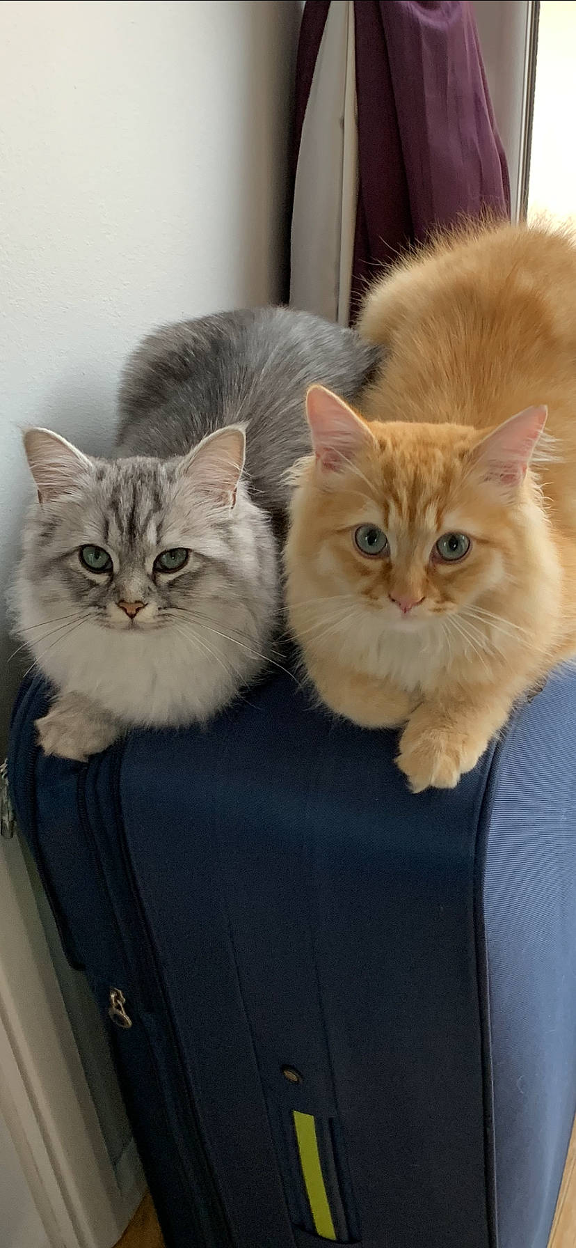 Rosie is registered to the contest to win money with this photo: asian, asian_semi_longhair, british_longhair, british_semi_longhair, carnivore, cat, cymric, domestic_long_haired_cat, fawn, felidae, kitten, mammal, napoleon_cat, norwegian_forest_cat, persian, ragamuffin, siberian, small_to_medium_sized_cats, vertebrate, whiskers