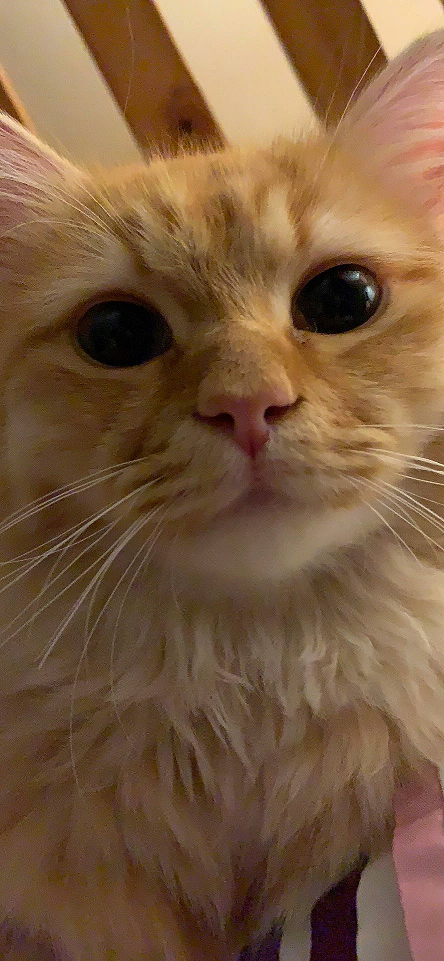 Jim joined the competition — help win amazing prizes! american_curl, asian_semi_longhair, british_semi_longhair, carnivore, cat, close_up, domestic_long_haired_cat, eye, fawn, felidae, fur, mammal, munchkin, nose, ragamuffin, skin, small_to_medium_sized_cats, snout, turkish_angora, whiskers
