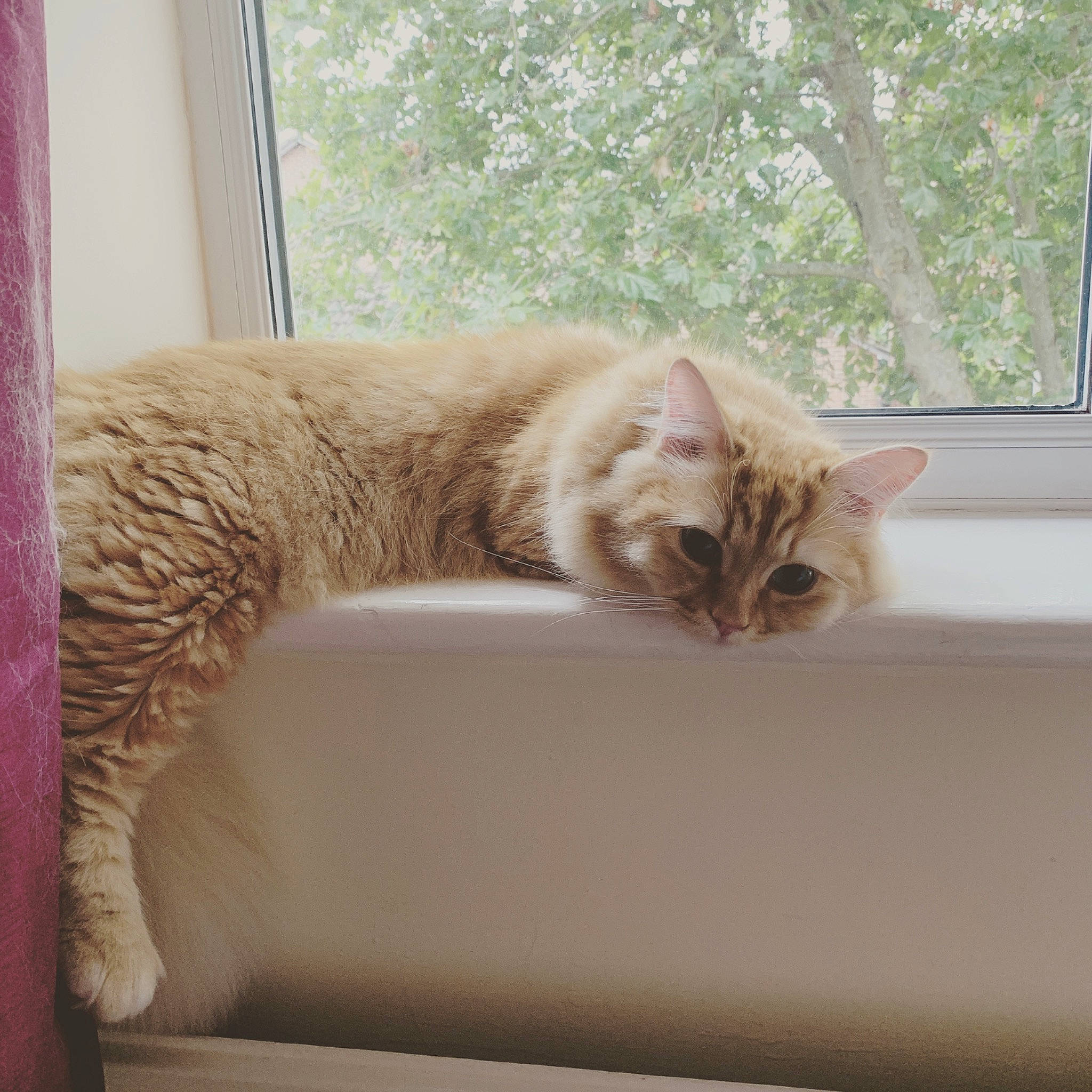 Jim is registered to the contest to win money with this photo: asian, carnivore, cat, domestic_short_haired_cat, dragon_li, european_shorthair, fawn, felidae, fur, polydactyl_cat, small_to_medium_sized_cats, tabby_cat, tail, whiskers, window