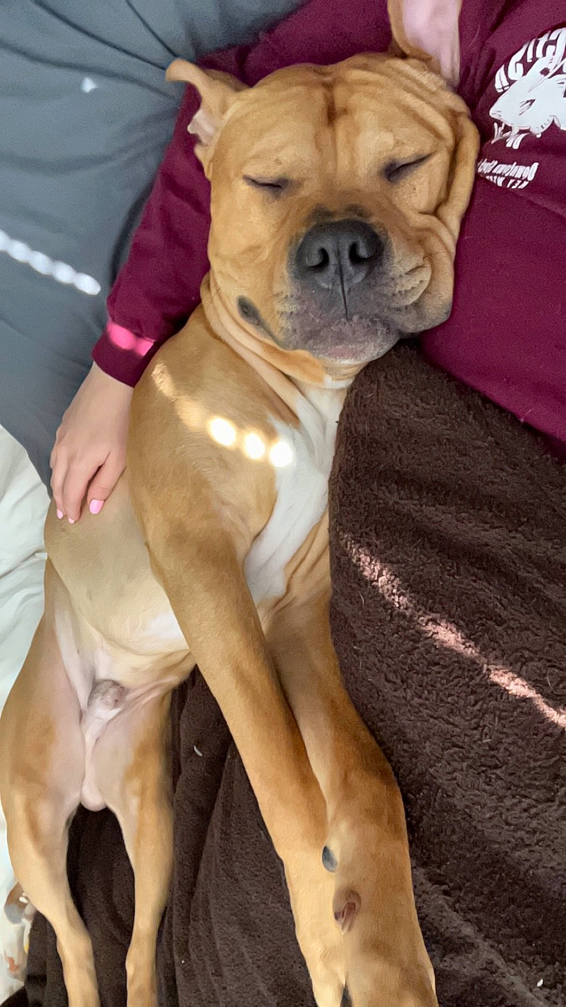 Togo is registered to the contest to win money with this photo: ancient_dog_breeds, bulldog, canidae, carnivore, comfort, companion_dog, dog, dog_breed, dog_collar, fawn, fur, human_leg, molosser, paw, snout, sporting_group, toy_dog, working_animal, working_dog, wrinkle