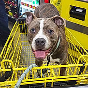 Loki joined the competition — help win amazing prizes! aisle, animal, brindle, canine, coca_cola, dog, domestic_animal, floor, food_products, happy, indoor, leash, pet, refrigerator, retail, shopping, shopping_cart, smiling, store, yellow_cart