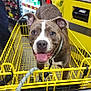 aisle, animal, brindle, canine, coca_cola, dog, domestic_animal, floor, food_products, happy, indoor, leash, pet, refrigerator, retail, shopping, shopping_cart, smiling, store, yellow_cart