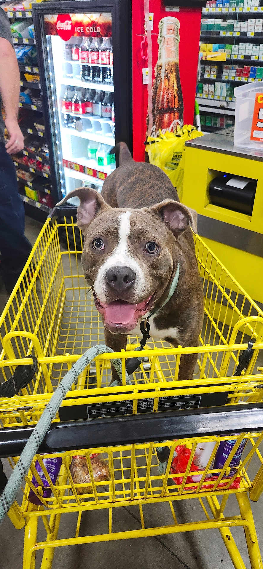 Loki