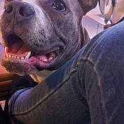 Loki joined the competition — help win amazing prizes! dog, smiling, indoor, carpet, jeans, person, paw, television, furniture, happy, closeup, pet, canine, living_room, blurred_background, domestic, animal, friendly, companion, casual