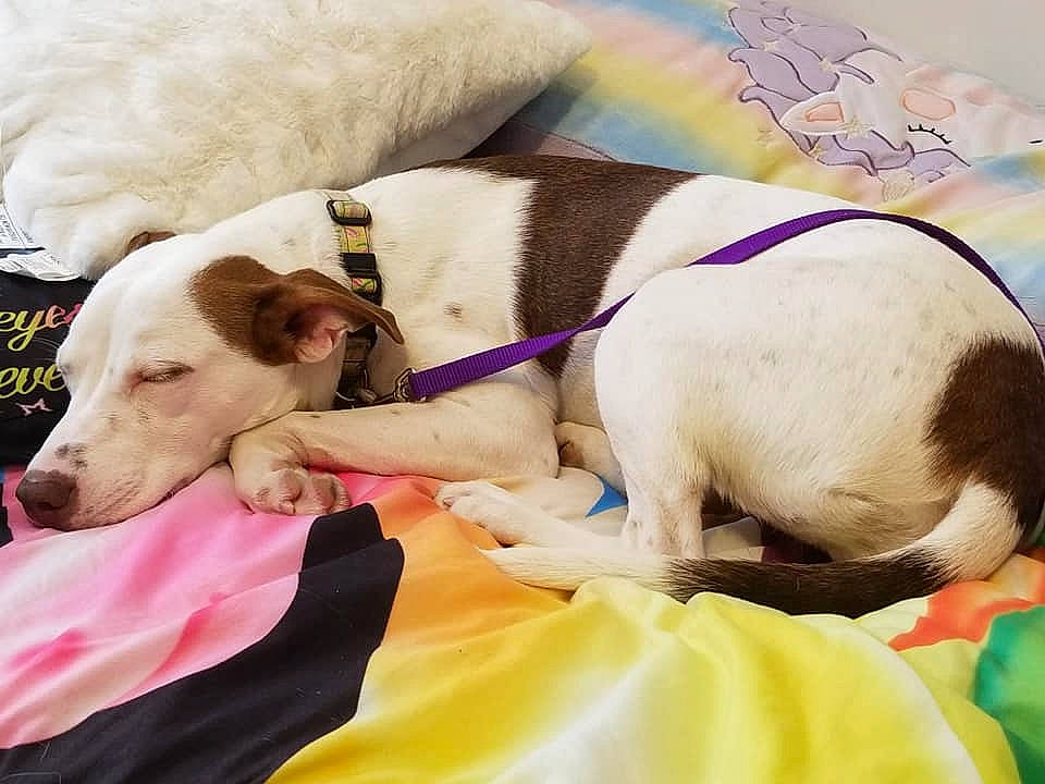 Penny is registered to the contest to win money with this photo: art, carnivore, collar, comfort, companion_dog, dog, dog_breed, dog_collar, dog_supply, fawn, happy, linens, magyar_agar, paw, pet_supply, rampur_greyhound, sighthound, snout, sporting_group, working_animal