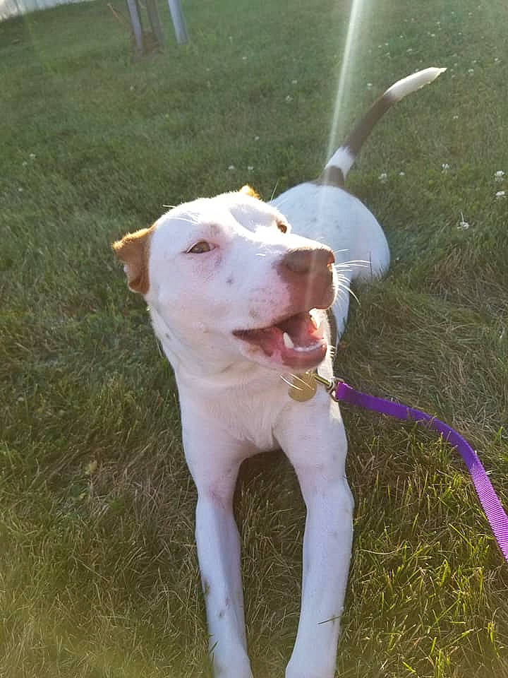 Penny joined the competition — help win amazing prizes! canidae, carnivore, collar, companion_dog, dog, dog_breed, dog_collar, dog_supply, fashion_accessory, fawn, grass, leash, non_sporting_group, pet_supply, snout, sporting_group, tail, terrestrial_animal, working_animal, working_dog