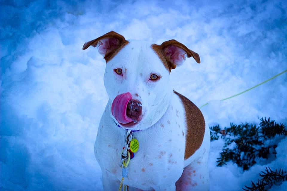 Penny joined the competition — help win amazing prizes! canidae, carnivore, cloud, collar, companion_dog, dog, dog_breed, dog_collar, dog_supply, eye, fawn, freezing, happy, sky, snout, snow, sporting_group, whiskers, winter, working_animal