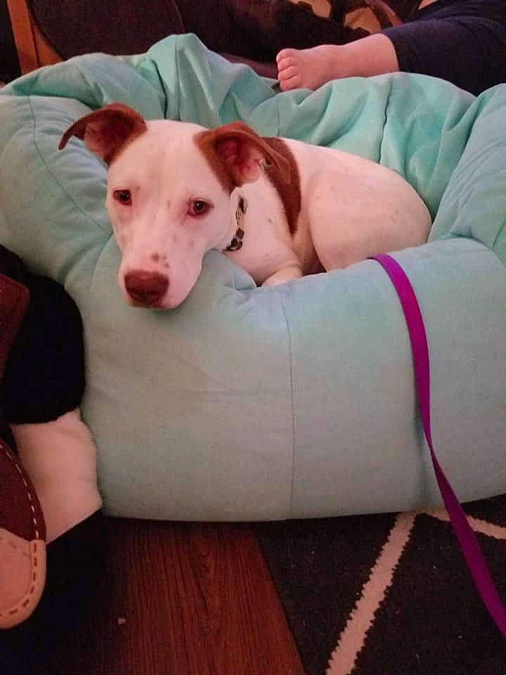 Penny is registered to the contest to win money with this photo: canidae, carnivore, comfort, companion_dog, couch, dog, dog_breed, dog_supply, fawn, flooring, human_leg, linens, non_sporting_group, pink, sitting, sporting_group, tail, toy_dog, working_animal