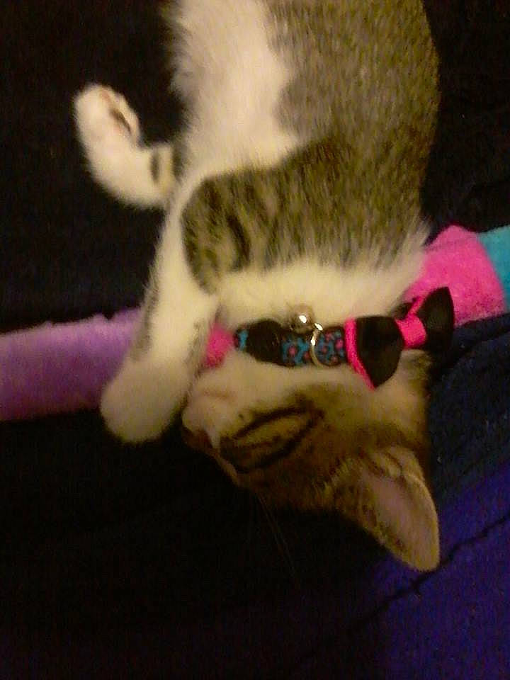 Bambi is registered to the contest to win money with this photo: canidae, carnivore, cat, claw, dog_breed, domestic_short_haired_cat, ear, eye, fawn, felidae, foot, fur, head, human_leg, paw, small_to_medium_sized_cats, snout, tail, terrestrial_animal, whiskers