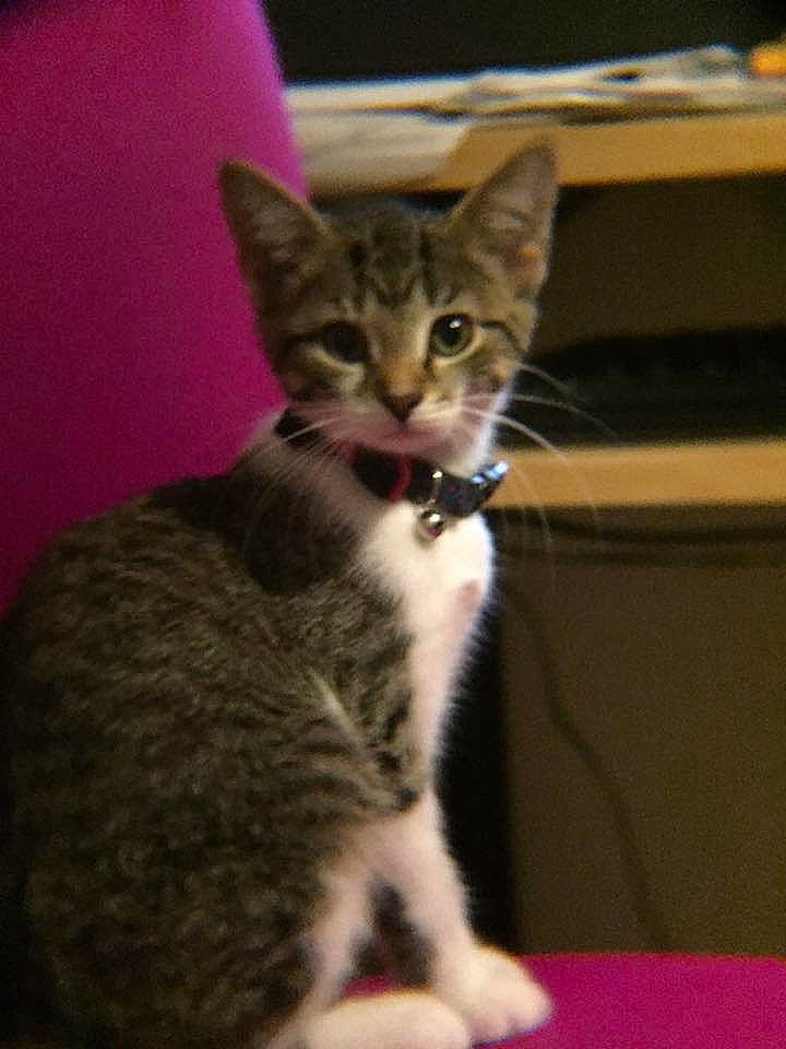 Bambi is registered to the contest to win money with this photo: carnivore, cat, claw, comfort, curious, darkness, domestic_short_haired_cat, door, felidae, fur, paw, sitting, small_to_medium_sized_cats, snout, tail, terrestrial_animal, whiskers, wildlife