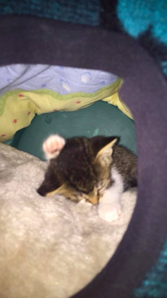 Bambi joined the competition — help win amazing prizes! carnivore, cat, circle, claw, domestic_short_haired_cat, fawn, felidae, fur, grass, organism, paw, small_to_medium_sized_cats, snout, tail, whiskers, wildlife, wood