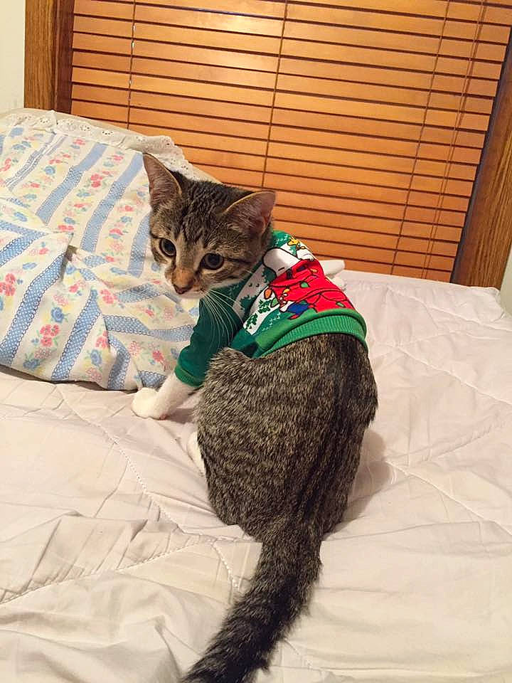 Bambi is registered to the contest to win money with this photo: bed, bedding, carnivore, cat, comfort, domestic_short_haired_cat, fawn, felidae, flooring, fur, leg, linens, pattern, sitting, small_to_medium_sized_cats, snout, tail, terrestrial_animal, whiskers, wood