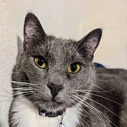 Liberty joined the competition — help win amazing prizes! cat, feline, close_up, portrait, yellow_eyes, whiskers, gray_fur, white_chest, collar, bell, indoor, wall, ears, nose, face, pet, looking_at_camera, curious, furry, domestic_animal